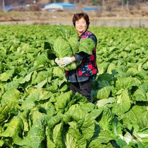괴산 절임 배추 김장 고랭지 고냉지 절임배추 20kg 산지직송 예약판매, 11월 14일 출고