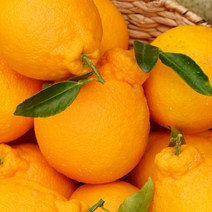 델푸릇 고당도 한라봉 선물세트 가정용, 1세트, 한라봉 3kg 가정용(10~20과)