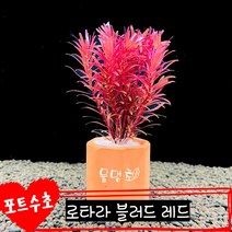 [물멍초] 키우기 쉬운 포트수초 로타라블러드레드 한포트