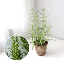 로즈마리 키우기 풀 패키지 허브키트 DIY, 지피포트(1형)