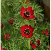 (좋은씨앗)붉은 복수초 (약 100 립), 1개