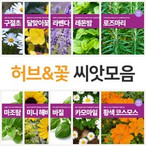 각종 꽃 허브 씨앗 모음 종자 야생화 관상화 코스모스 잔디 로즈마리 카모마일 바질 꽃씨 허브씨앗, 24.페퍼민트