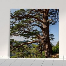 기타 바보사랑[꾸밈]아크릴액자_풍수무병장수의소나무(중형)