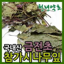 천년약초 제주도 참가시나무잎 300g 1개 금전초 150g 1개 택 1, 1팩
