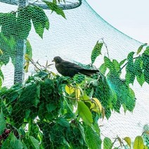 비둘기 퇴치 아파트 베란다 에어컨 실외기 망 조류 농작물 보호막 차단 까치 내쫓기 버그가드 새똥 막기 고양이 쥐 퇴치망, 2X5미터