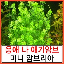 수초하우스) 미니 암브리아, 36줄기(싸게더더많이)