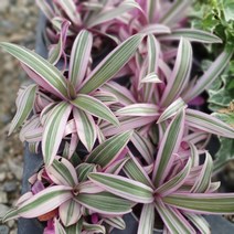 무배특가 부자란 소품 10~25cm 35 공기정화식물 반려식물, 1개