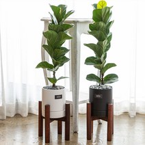 그라토 실내공기정화식물 떡갈 고무나무 미니화분 우드스탠드 산세베리아 화분, 중형화분 블랙(우드스탠드x)
