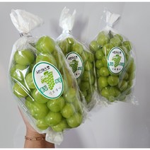 경북 경산 샤인머스캣 1.5/2kg, 샤인머스캣 1.5kg/왕특/2수