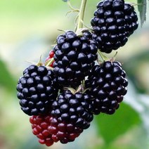 블랙베리복분자 슈퍼복분자 5kg 2023년산