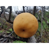 배나무묘목 신고 화산 접목1년생 유실수 과실수 서울농원묘목, 화산배, 1개