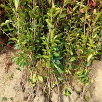 홍가시나무 레드로빈 키100cm 내외, 레드, 1개