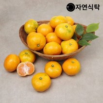 자연식탁 제주직송 극조생 노지감귤 4.5kg 사이즈별, 노지감귤 4.5kg 중과