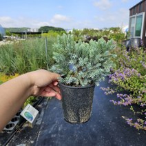 블루카펫 신품종 눈향 나무 묘목 120L 포트묘 고급조경수 상록수 향나무 석축, 120L포트묘, 1개