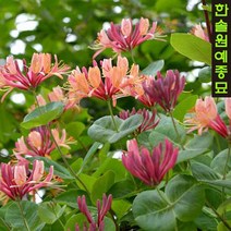 인동 덩굴식물 수입 포트묘, 07. 텔마니아나 P9 9cm 포트, 1개