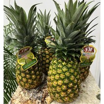 <서울전역/새벽배송> 특1등급 스위트 파인애플 2KG (1수) 12KG (5~7수) 독소제거 프리미엄 축하선물 백일상과일 이바지과일 예단과일, 파인애플(특1등급) 12kg (5-7수)” class=”wr-img”></a></div></div></div></div><div class=