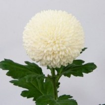 [어린모종]국화(폼폰타입) : 8cm분, 핑퐁 슈퍼