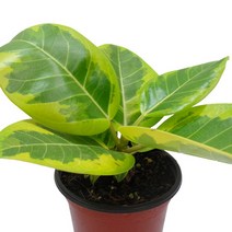 벵갈고무나무-열대식물/수채화고무/공기정화식물