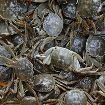 민물 참게 1kg 알가득 암컷만 (10미~15미), 냉동 민물참게 1kg(대), 1개