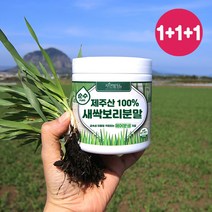 순수 제주 새싹보리 분말 에어분쇄 저온건조 보리어린잎 자연밭담, 3개, 170g