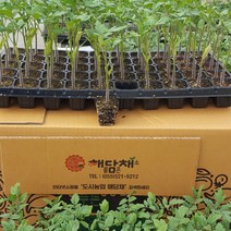 대추방울토마토모종 5포기, 5개