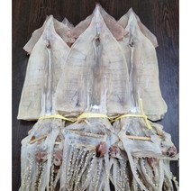 건조오징어 당일바리 10마리 600g, 당일 마른오징어 10마리 600g