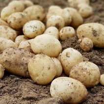 [산지직송] 23년 햇 개진감자(대) 3kg5kg, 5kg(대), 1개