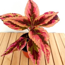 별도표기 콜레우스 컴뱃 키우기 쉬운 도매 화훼 시장 가습 희귀 먼지먹는 식물, 단품, 1개