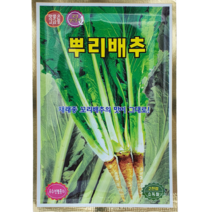 [씨앗맛집] 뿌리배추 씨앗 2000립 뿌리생식 여름 무 토종 조선배추 씨앗 씨 모종 종자 키우기