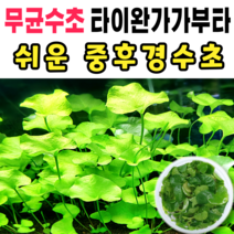 [수초스토어] 무균 타이완가가부타 수초 컵 조직배양 / 구피 새우 어항 검역 쉬운 키우기 예쁜 은신처 전경 중경 후경 초보 자연 풍성한 흑사 무이탄 치어 베타 열대어