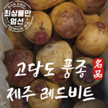 제주산 레드비트 고당도 품종 레드비트5kg 10kg, 제주 레드비트 5kg, 1개