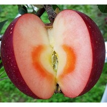 엔부 사과나무묘목 접목1년