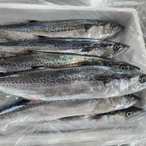 국내산 동해안 원물 급냉 신선함 그대로 통 생삼치 삼치구이 삼치조림 2kg, 1개