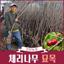 체리나무 묘목 3년생 (결실주) 라핀 타이톤 조대과 과일나무, 라핀 3년생