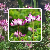 자운영씨앗 500g 연화초 홍화채 야생화씨앗 자운영꽃씨