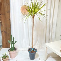 청년농부 대형식물 외목 노랑 드라세나 마지나타105 키큰식물 인테리어식물 카페인테리어, 1개