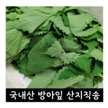 [국내산/국산] 생 방아잎 1kg 2kg 산지직송 향긋한 생방아잎 방아풀 방앗잎 방앗풀 생방앗풀 깻잎 초피 제피 산초 배초향 생방아 잎 방아풀 나물, 500g, 1개