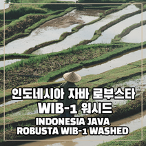 (커피생두) 327 인도네시아 자바 로부스타 WIB-1 워시드 500g, 1개