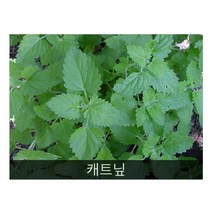 차로먹는허브 씨앗] 캐트닢 (Catnip) 0.1g(약100립)