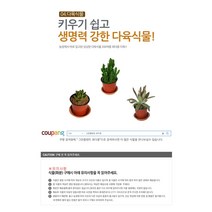다육식물 200여종 다육 식물 최다종 화분, 다육식물_룬데리, 1개