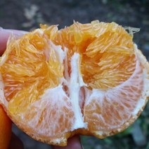 제주과일 레드향 가정용 중소과 3Kg 제주레드향 제철 만감류, 1개