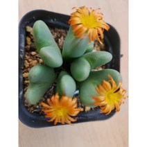 정화다육 다육식물 코너 축전, 1개