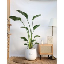 대형 여인초 극락조 고급 거실 베란다 인테리어 화분 나무 실내 관엽 식물, 1금전수