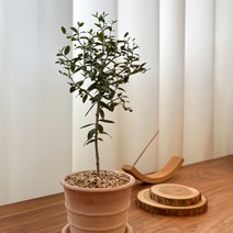 수풀플랜트 올리브나무, 1. [이태리 토분] 바소 미니시에나 살구, 1개