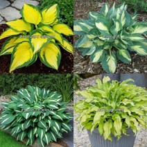 다년생 숙근 호스타 숙근 뿌리 4종 혼합 4개set(오렌지 마말레이드/팝콘/리플 이펙트/리스키 비지니스)