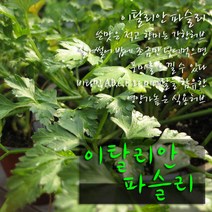 이탈리안 파슬리 (식용허브) 지름 10cm 허브화분, 5개