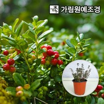 크랜베리 나무 4치포트 2개세트, 크랜베리4치포트(2개세트), 2개