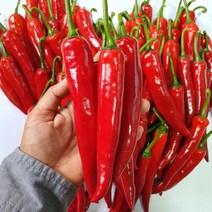 땅끝드림팜 땅끝해남 햇살담은 홍고추 5kg 10kg, 1박스, 고춧가루1근