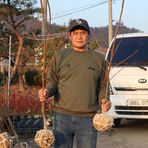 감나무 묘목 3년생 대봉 차량단감 태추단감 야오끼대봉 R2-3점, 차량단감 R2-3점