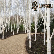 자작나무 백자작 잭큐몬티 도랜버스 조경수 나무언니, 잭큐몬티 자작나무 키100cm 4치장포트(2개세트), 1개